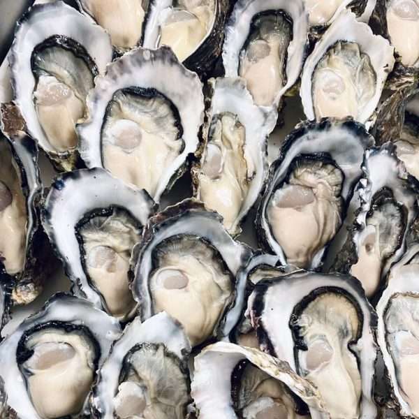 Fresh Tasmanian Oysters