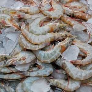 Green King Prawns